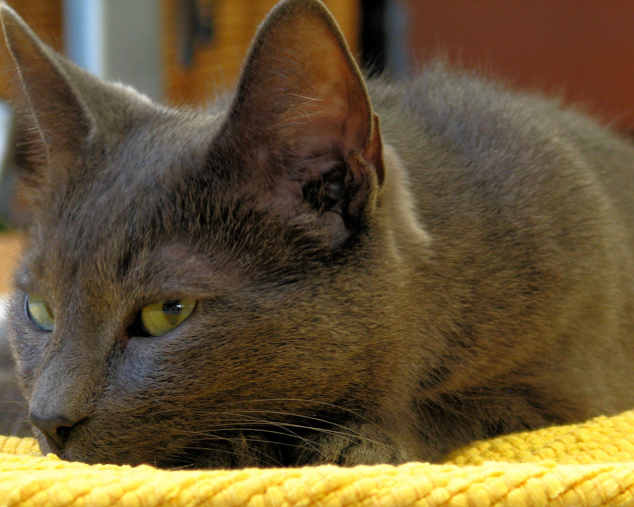 Корат лежит на коврике