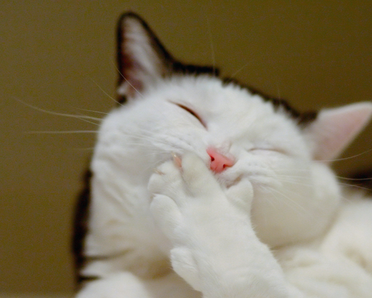 Смеющийся кот