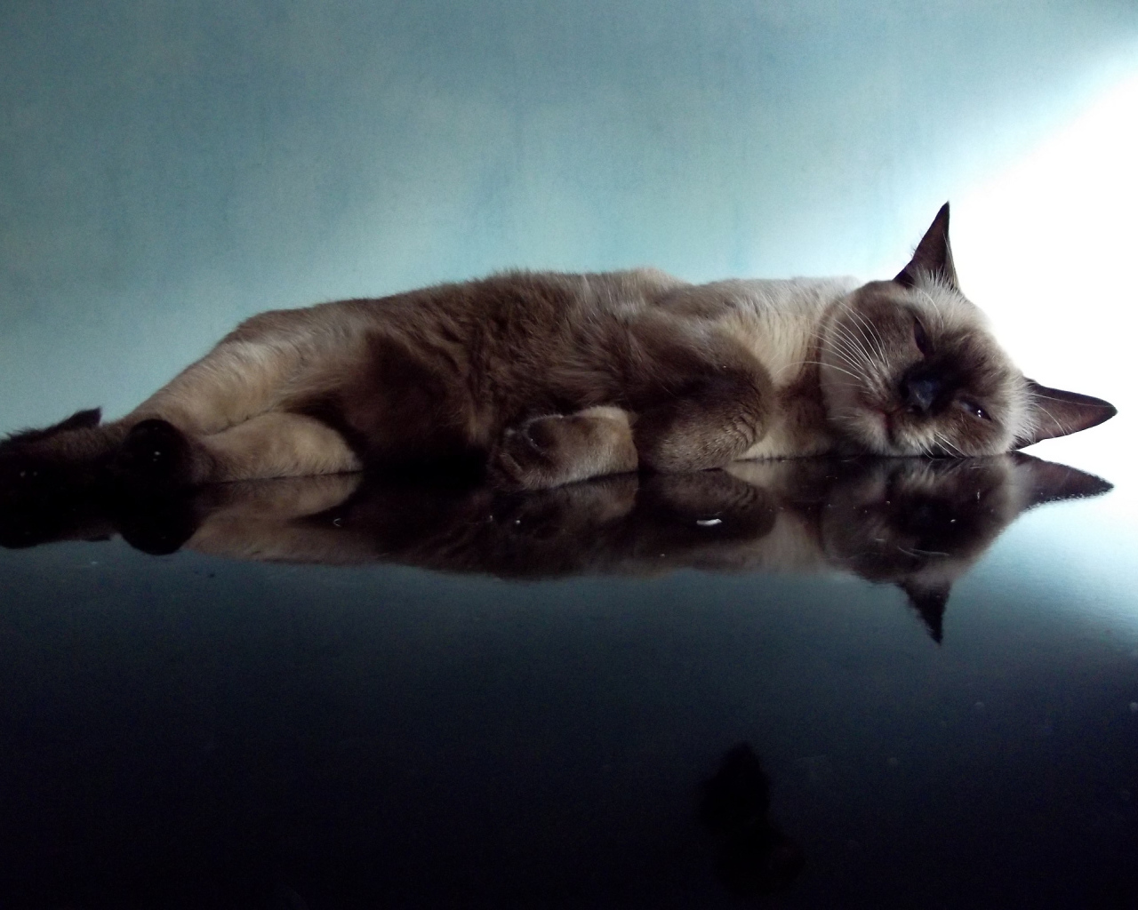 Ленивая сиамская кошка