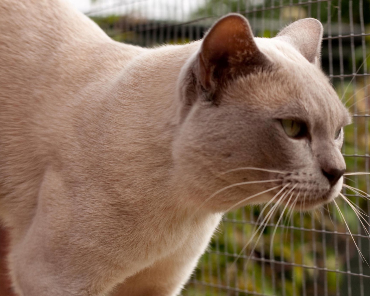 Светлая бурманская кошка