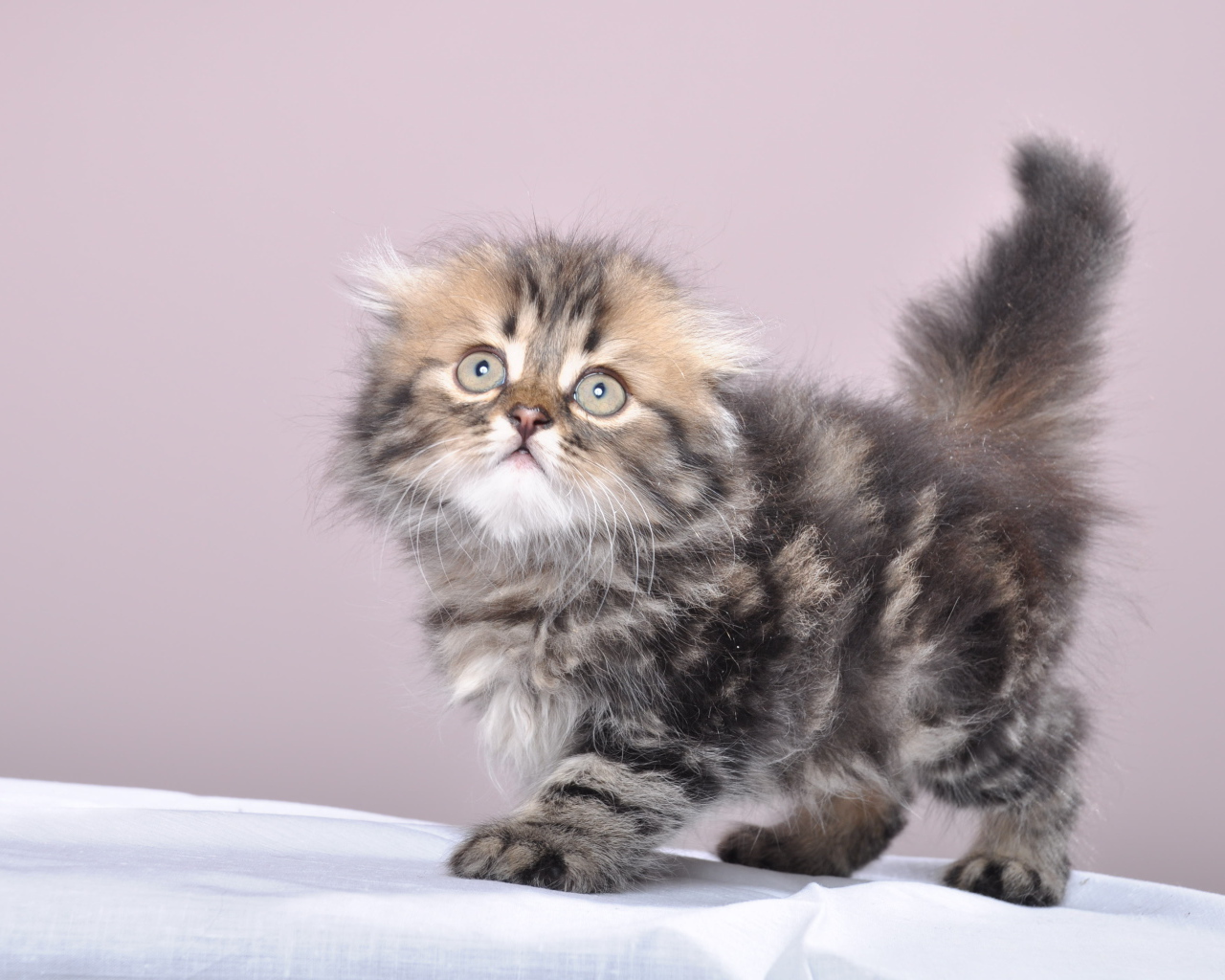 Маленький котенок британской длинношерстной кошки