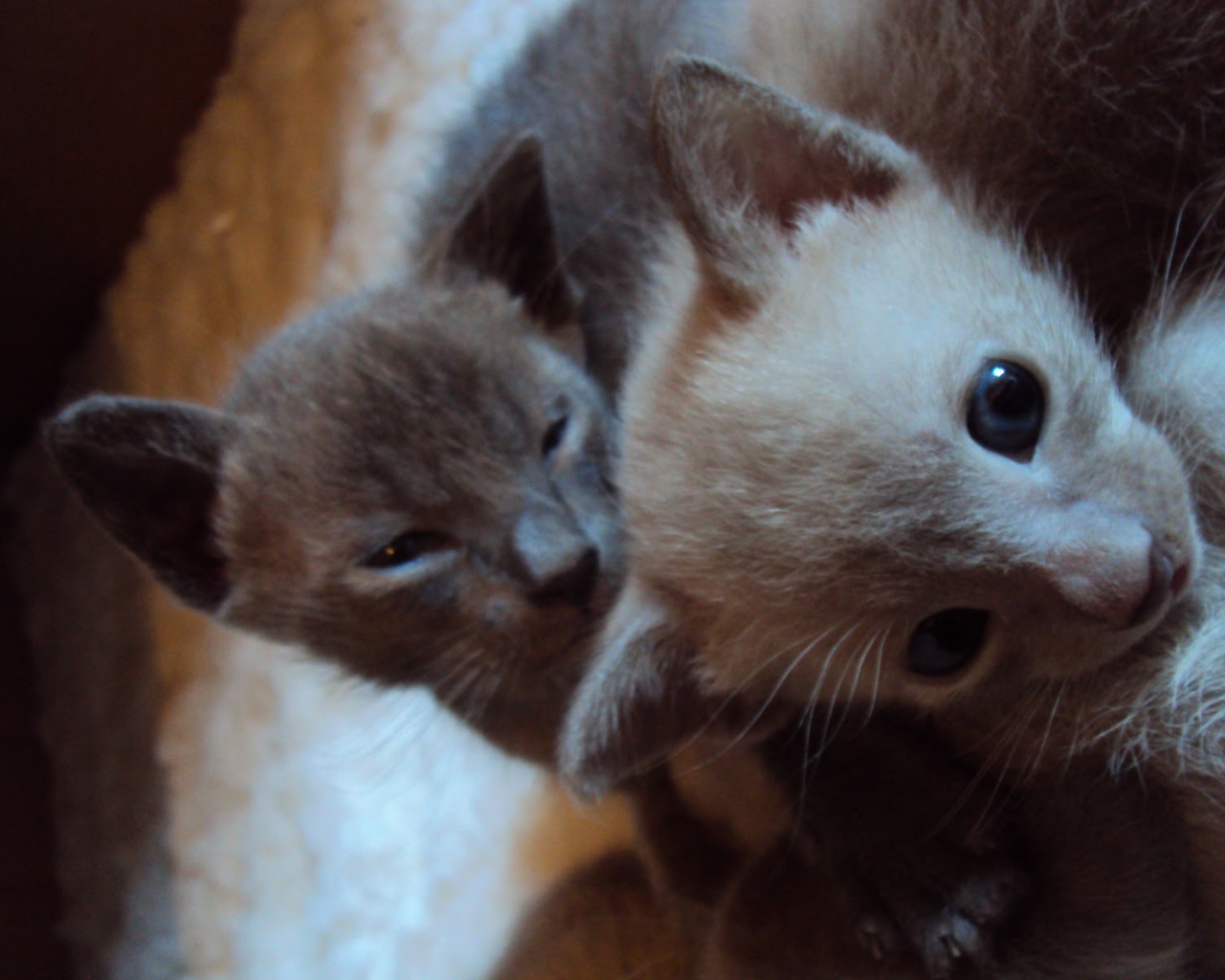 Маленькие котята тонкинской кошки