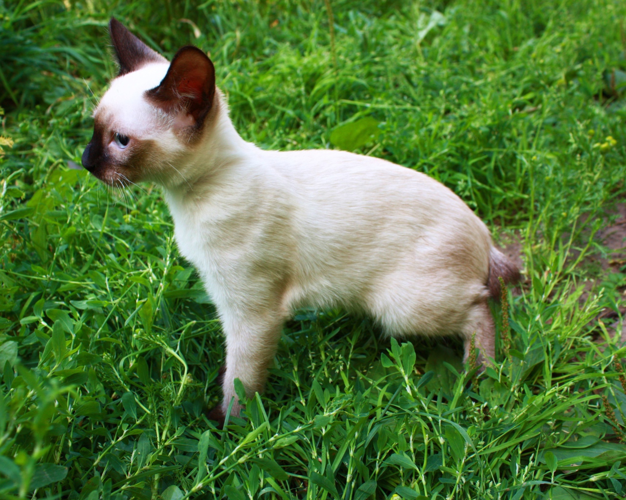 Маленький меконгский бобтейл на траве