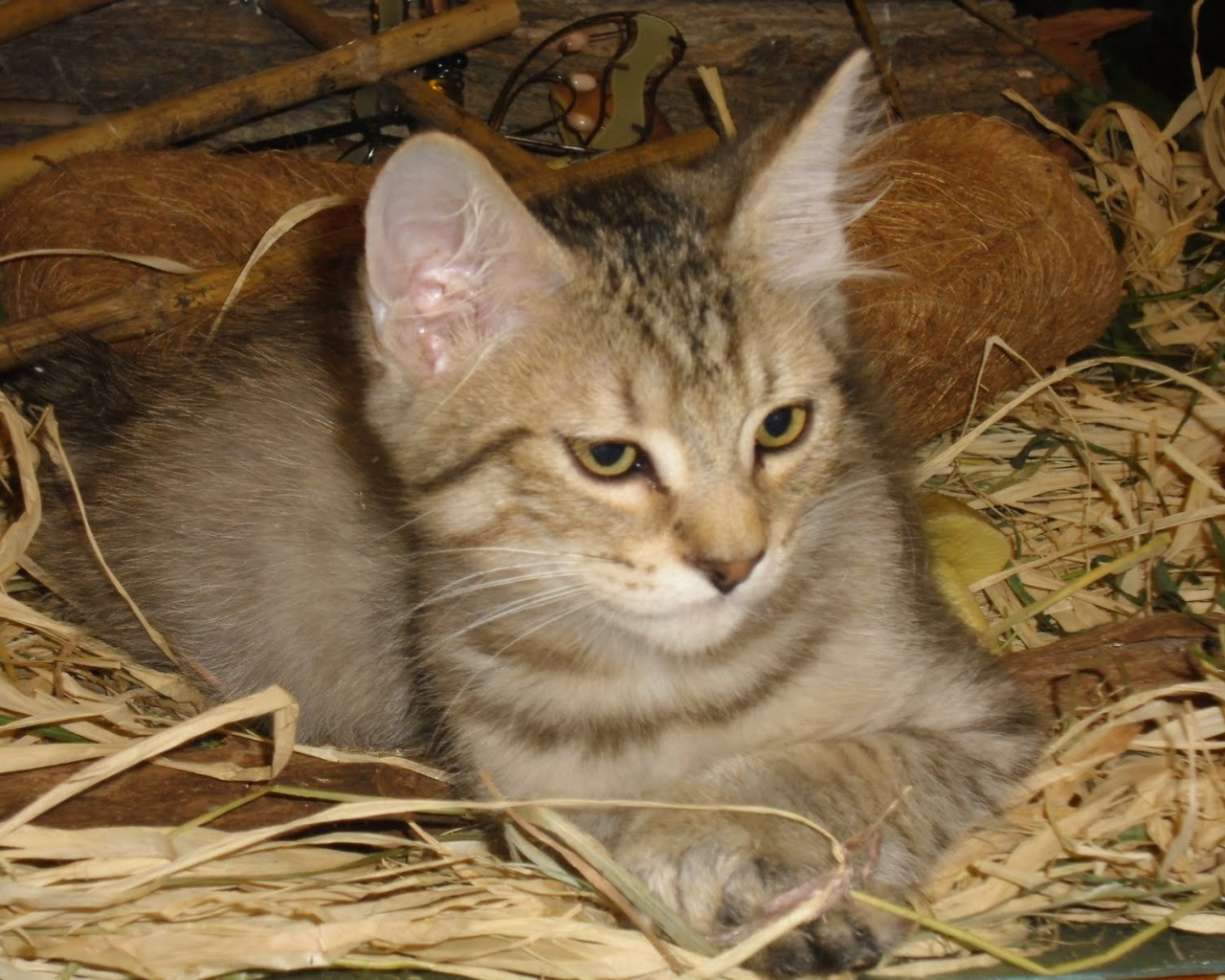 Маленький котенок пиксибоб