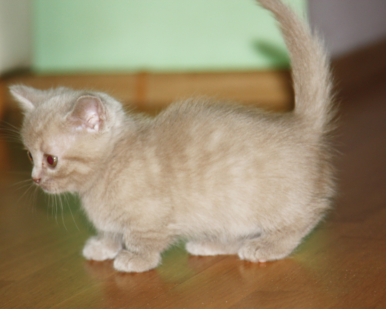 Маленький котенок манчкин