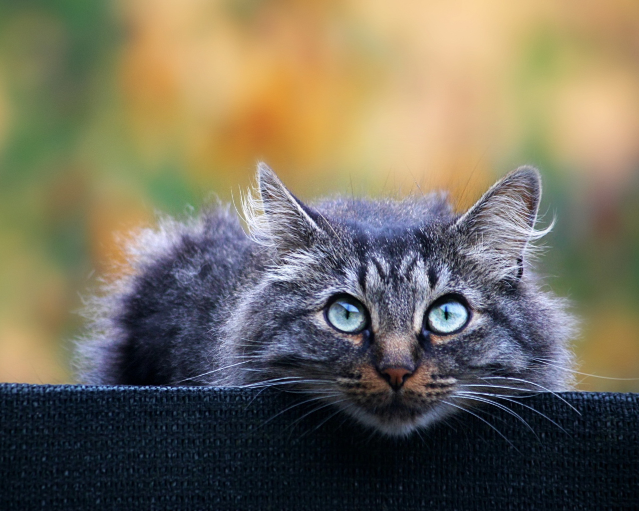 Взгляд кота охотника