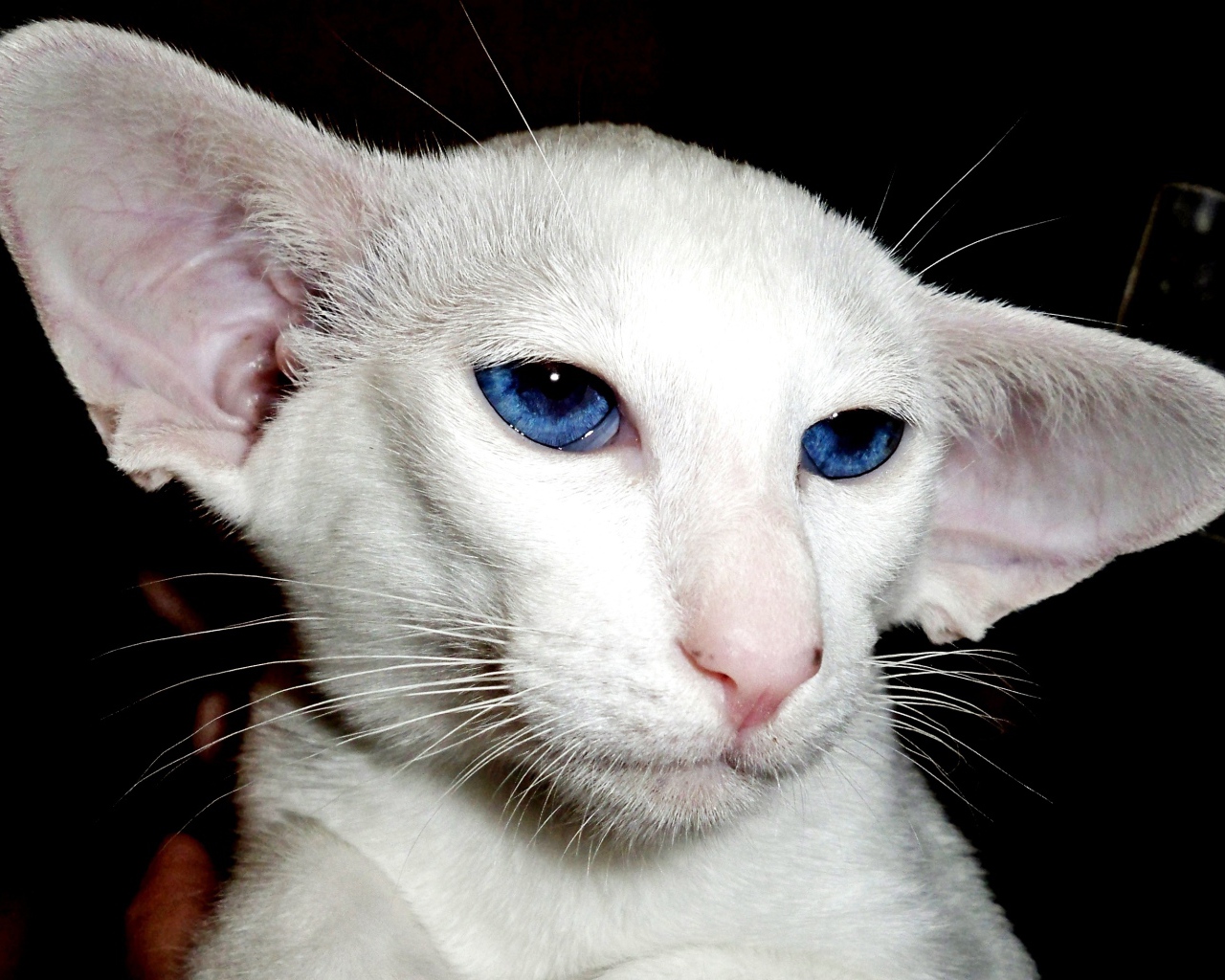 Лопоухий форин вайт