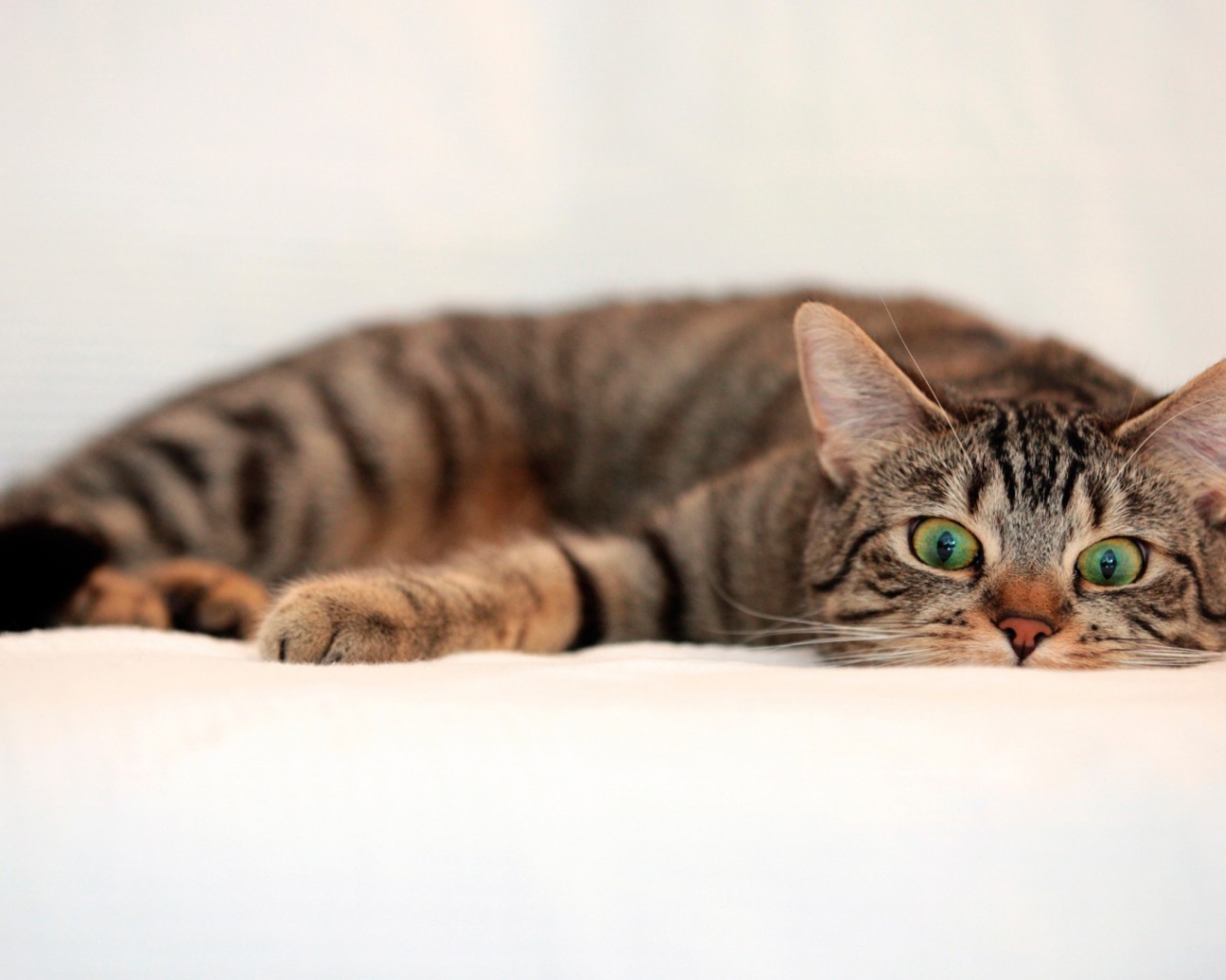 Oбезумевший кот