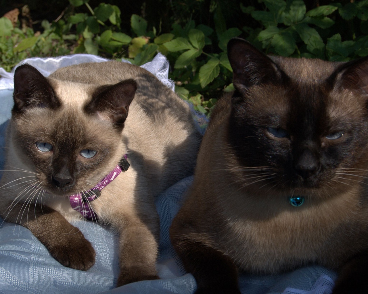 Коты породы меконгский бобтейл