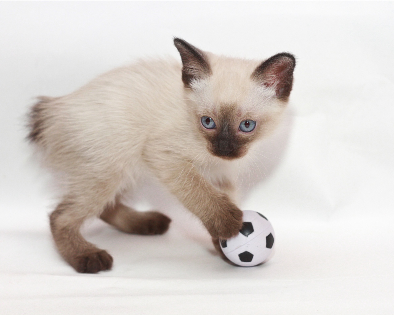 Котенок меконгский бобтейл с мячом