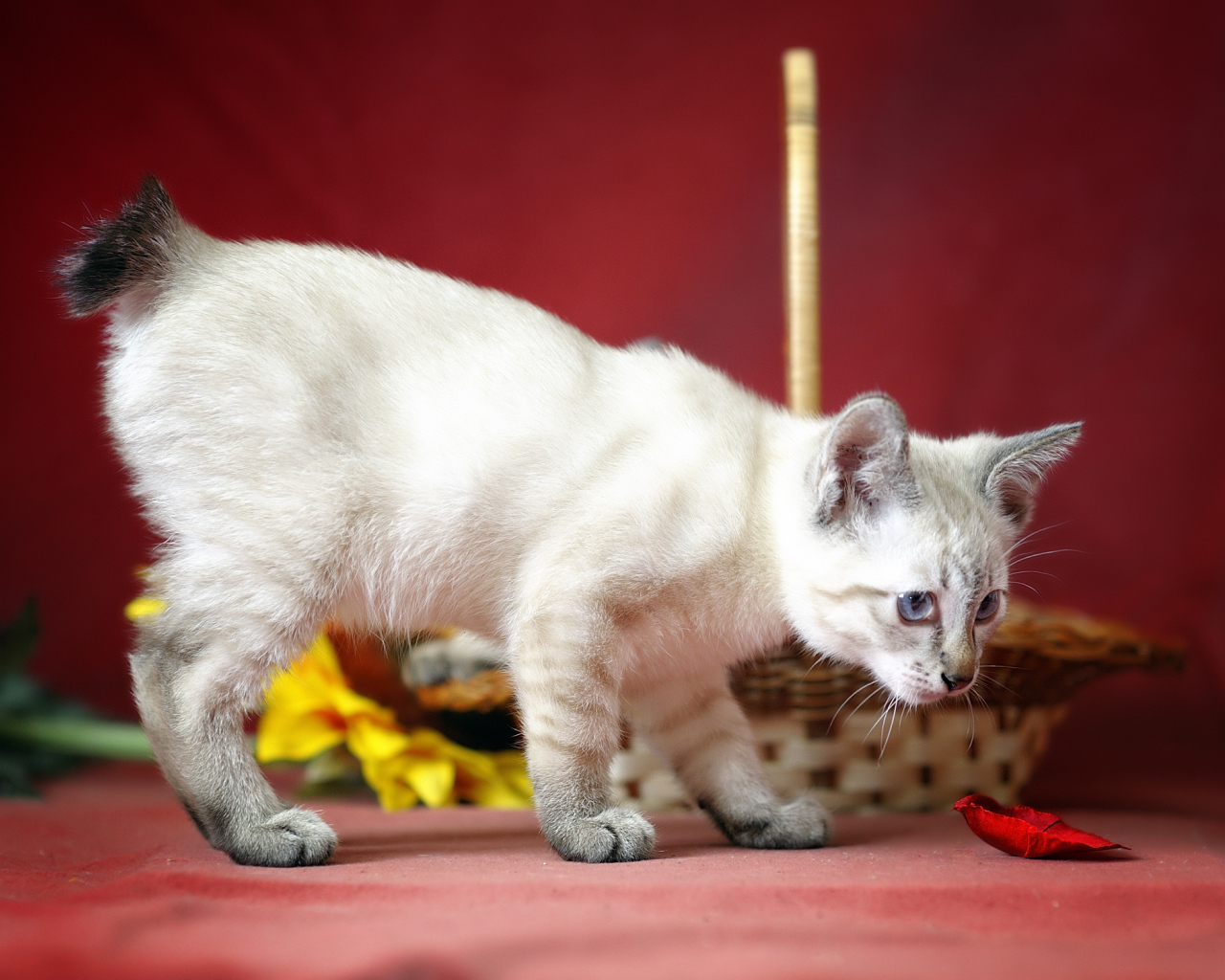 Меконгский бобтейл на красном фоне