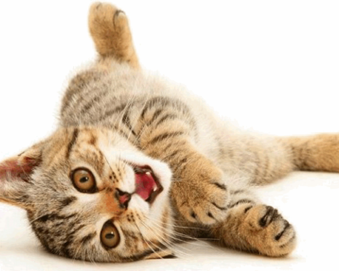 Веселая американская жесткошерстная кошка