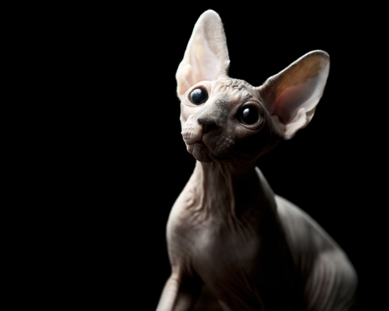 Кот минскин на черном фоне