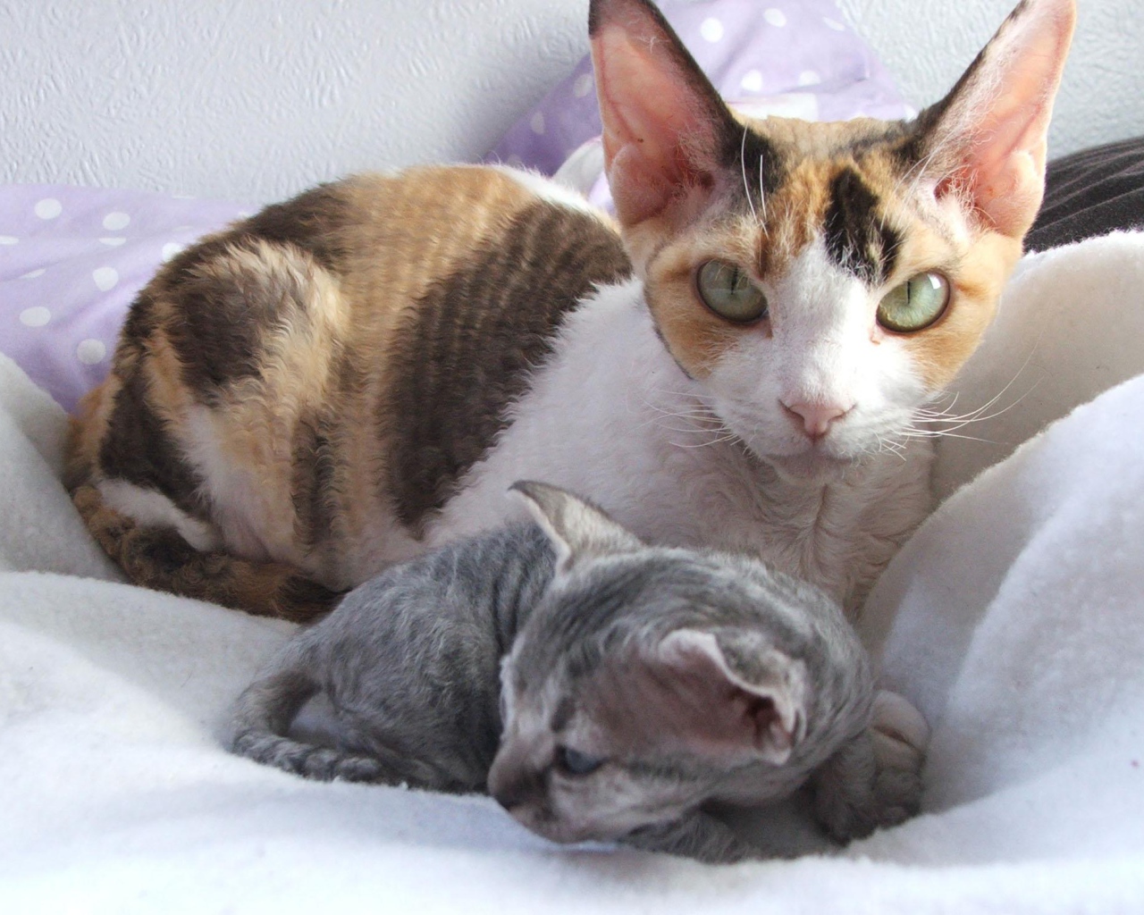 Мама девон-рекс с котенком