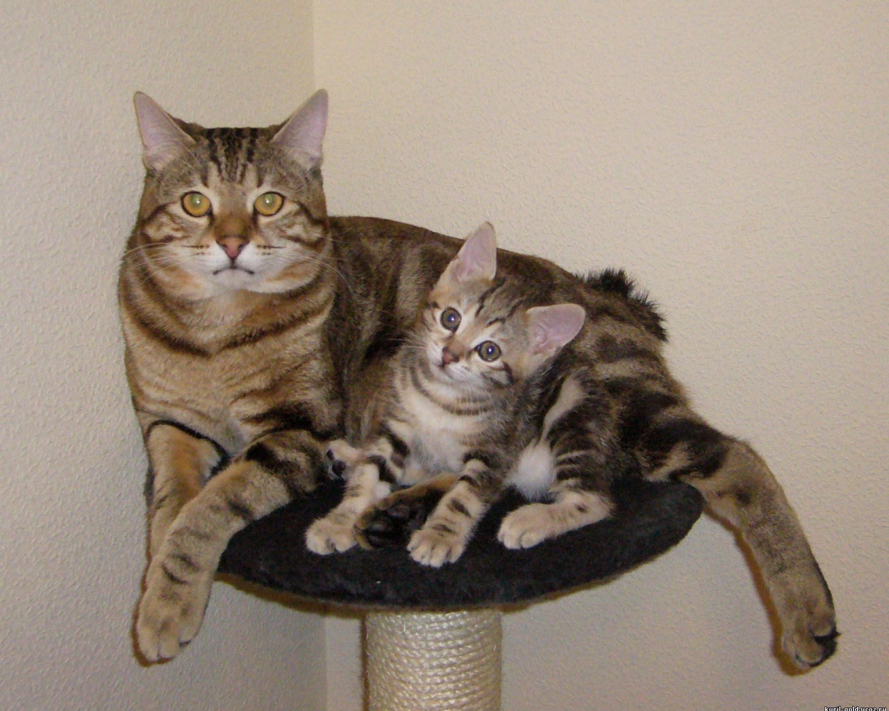 Мама курильский бобтейл с котенком