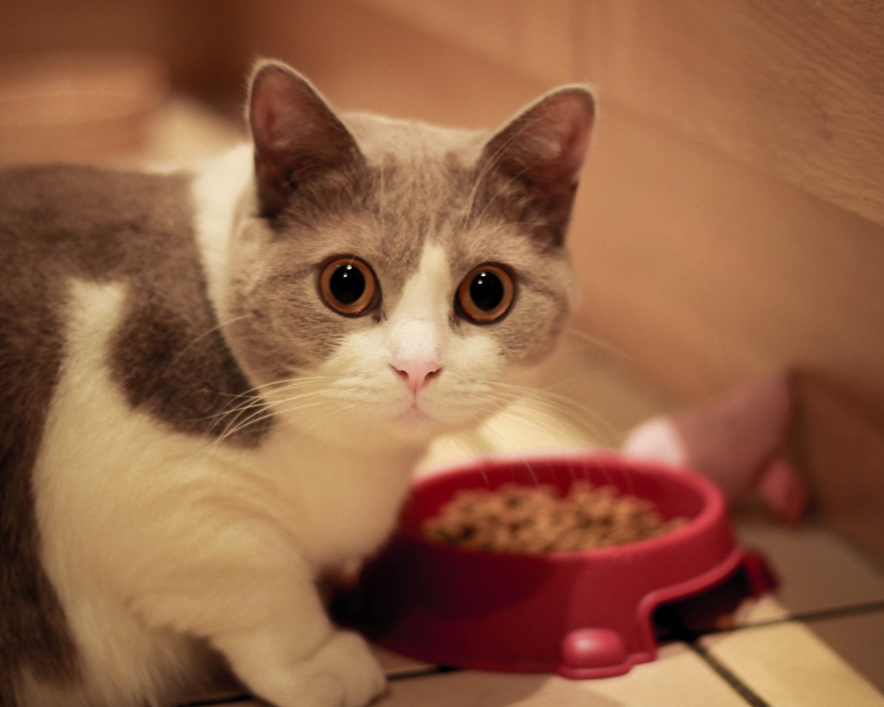 Кот манчкин у кормушки