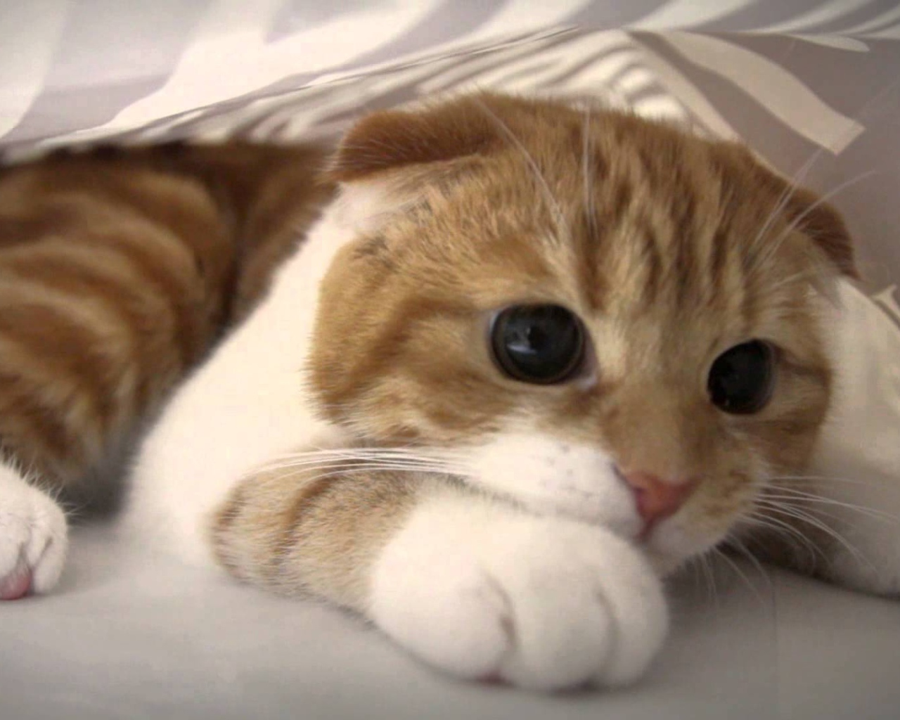 Глаза кота манчкин