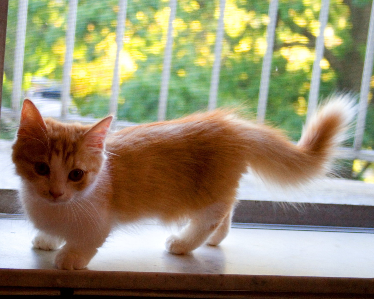 Котенок манчкин на подоконнике