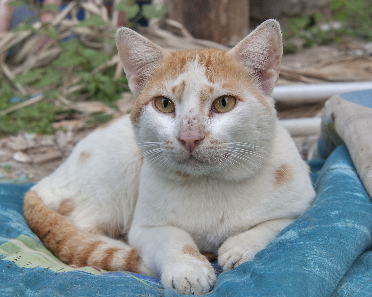 Мордочка кота аравийский мау