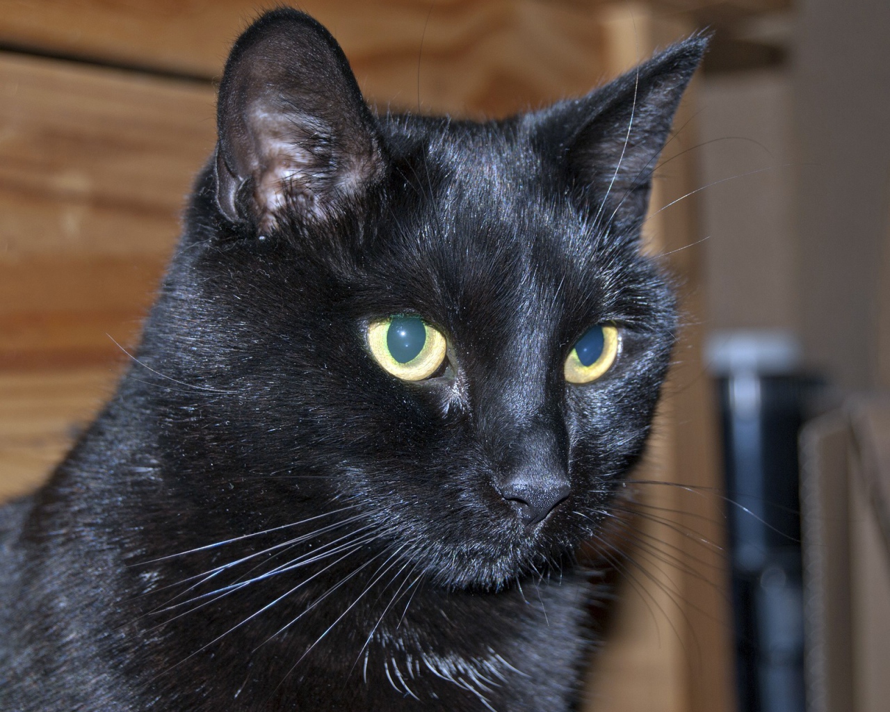 Мордочка бомбейской кошки