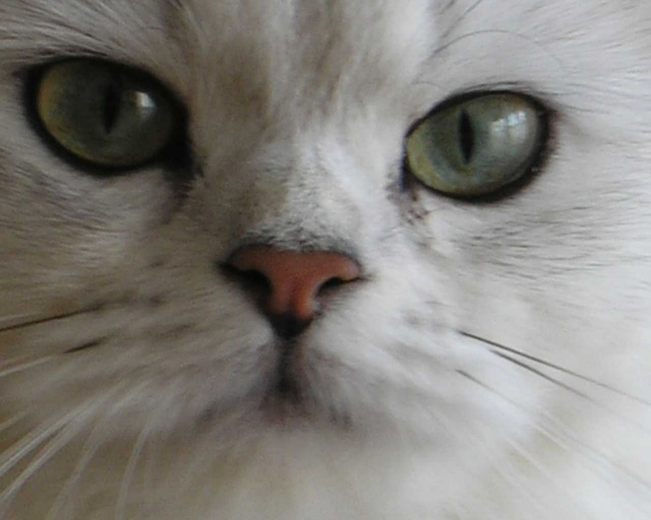 Мордочка британской длинношерстной кошки