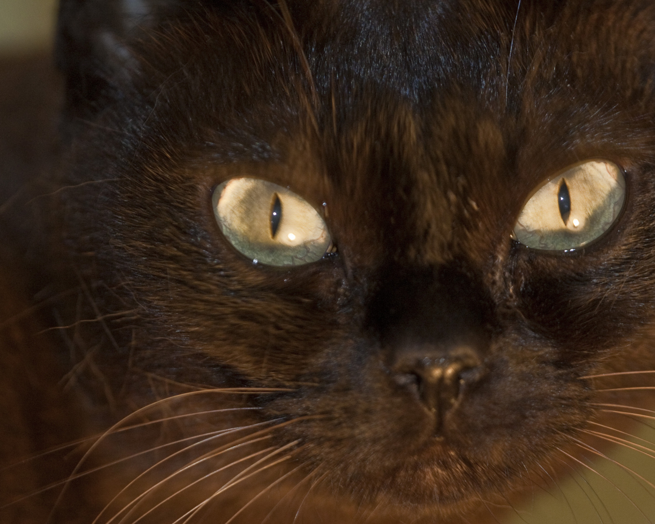 Мордочка бурманской кошки