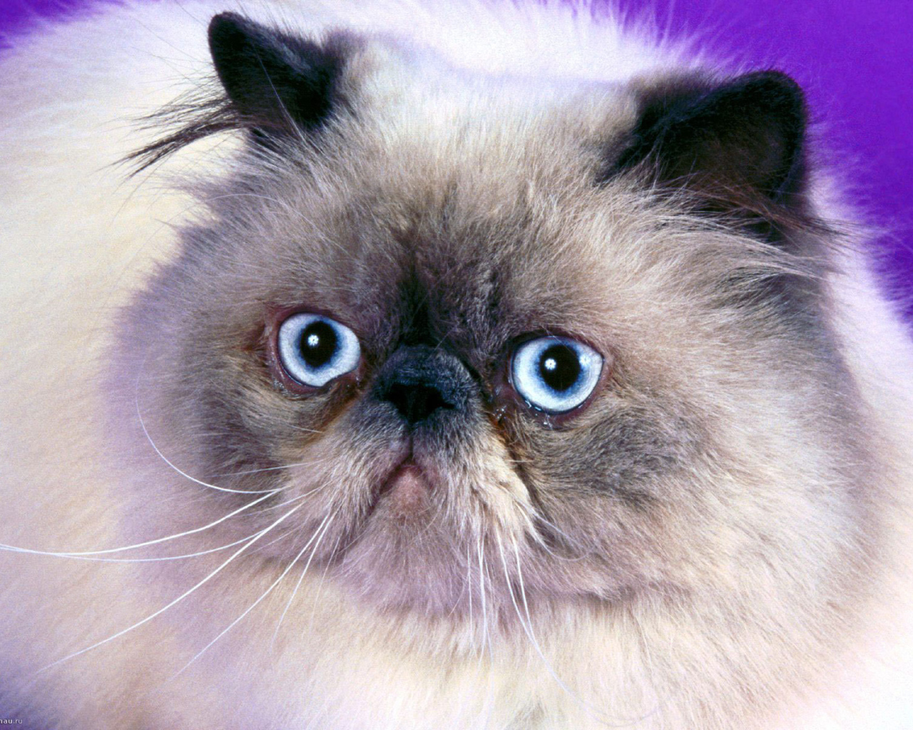 Мордочка гималайской кошки