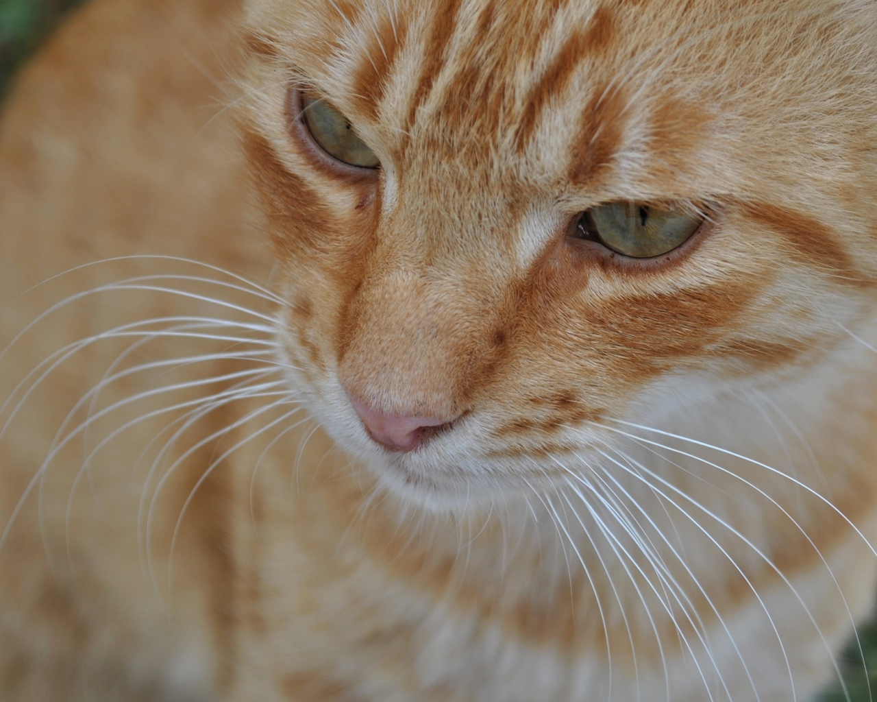 Мордочка курильского бобтейла