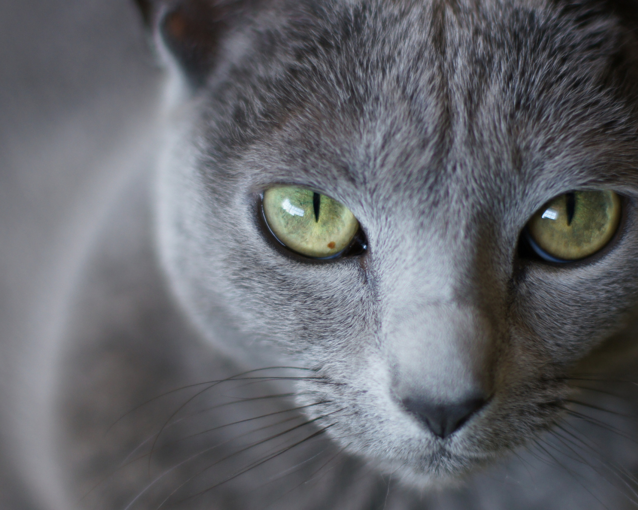 Мордочка русской голубой кошки