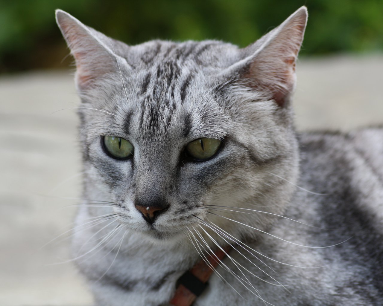 Мордочка кота египетская мау