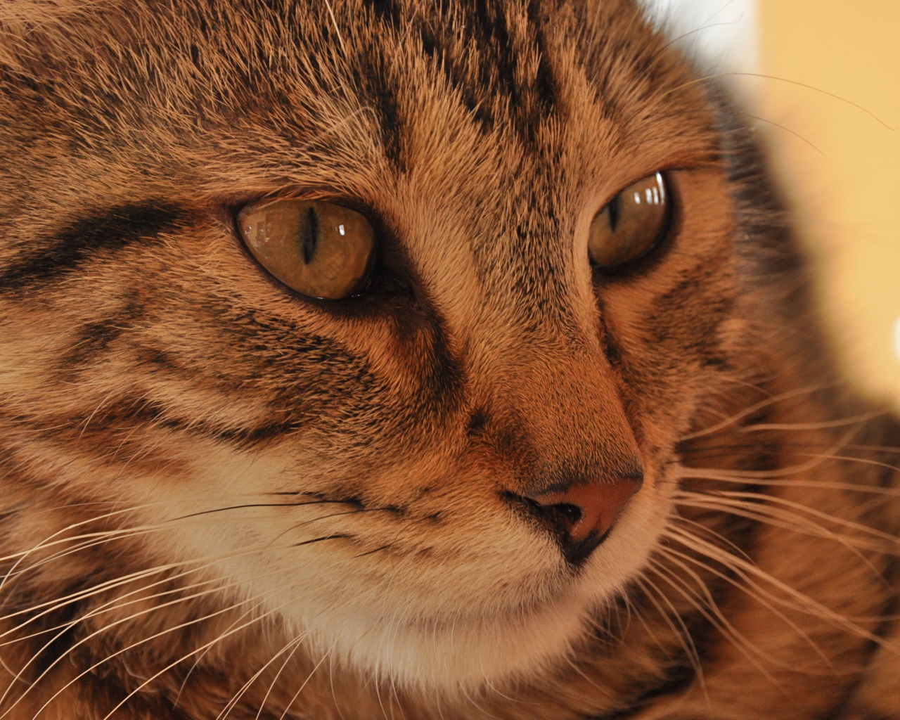 Морда кота пиксибоб