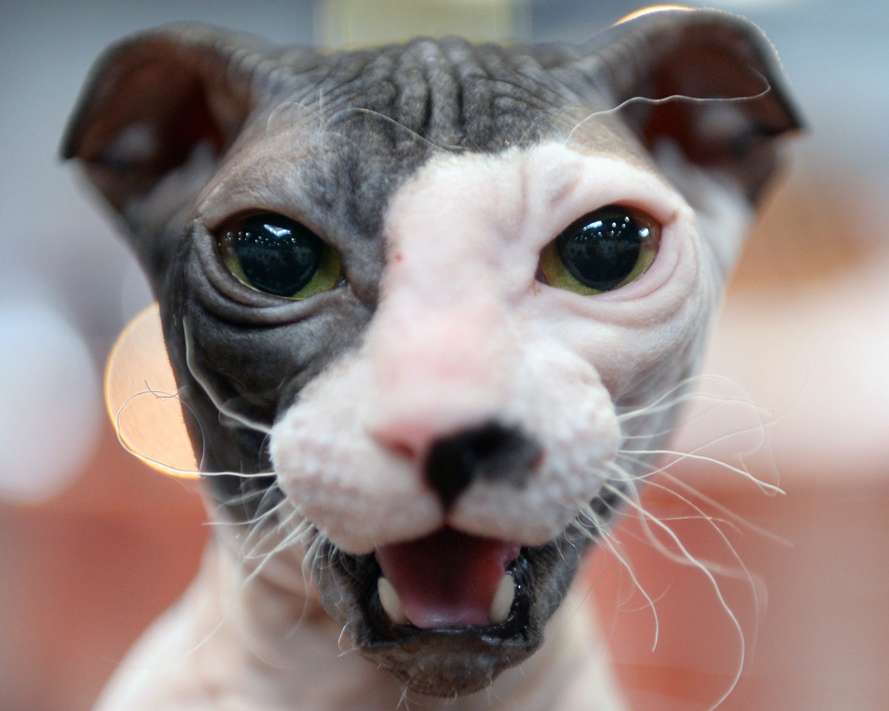 Морда кота украинский левкой