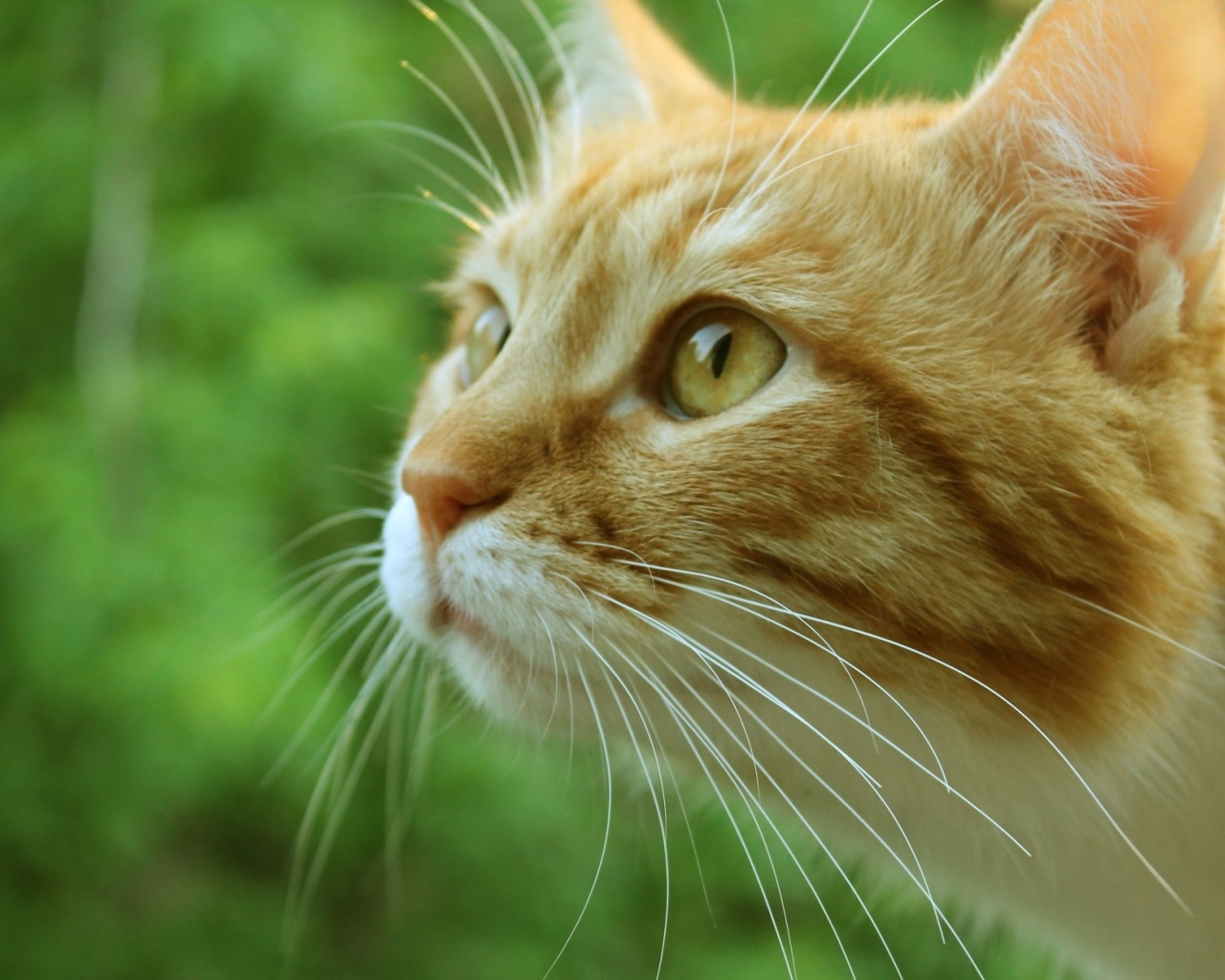 Морда рыжего кота