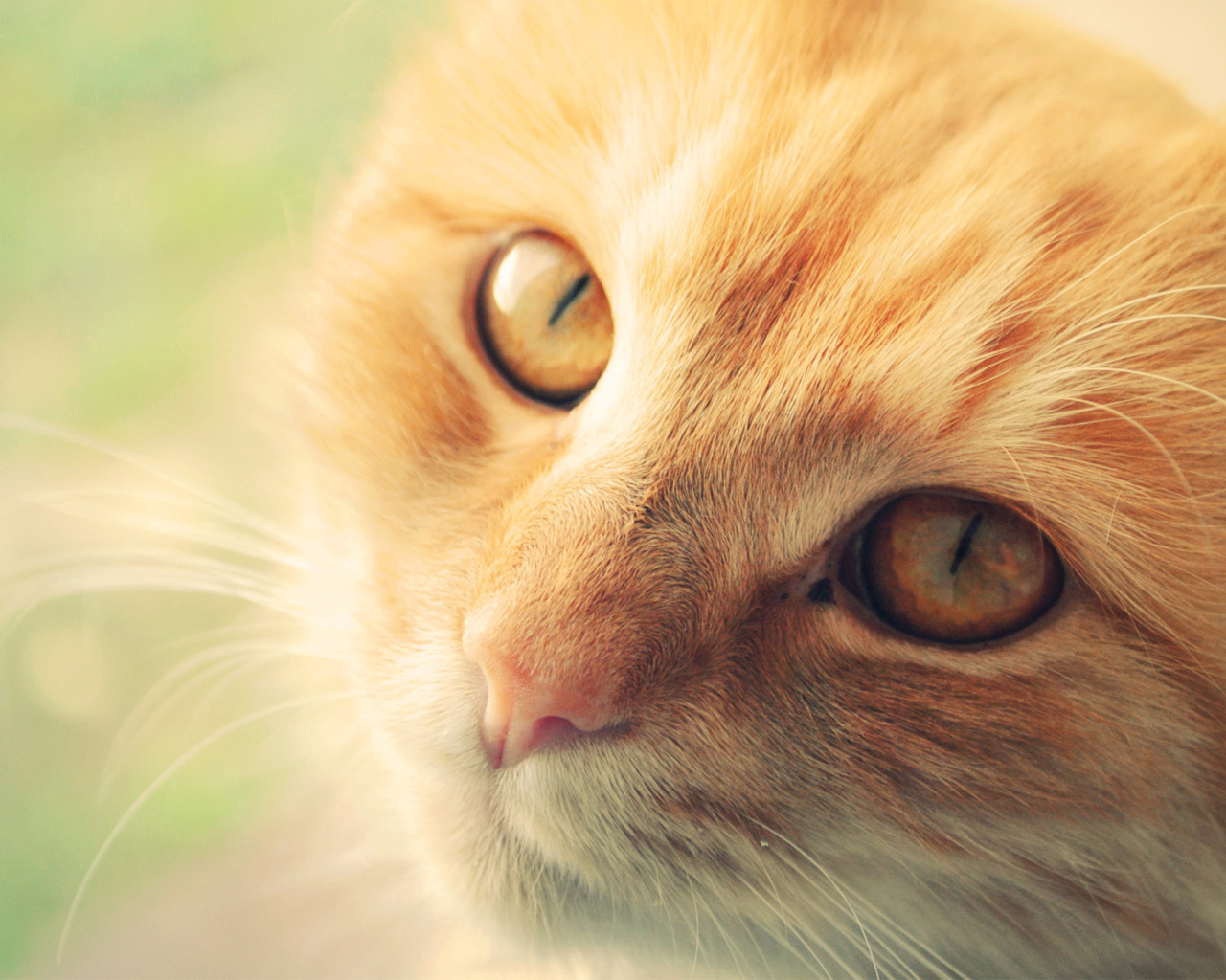 Морда рыжего кота