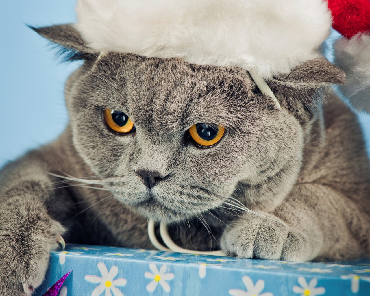Новогодняя британская короткошерстная кошка