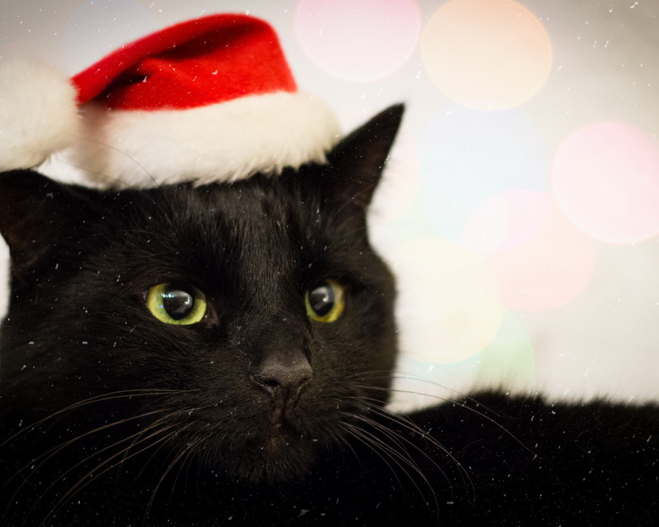 Новогодний наряд бомбейской кошки