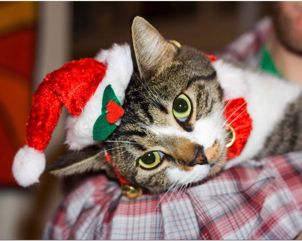 Новогодняя европейская короткошерстная кошка