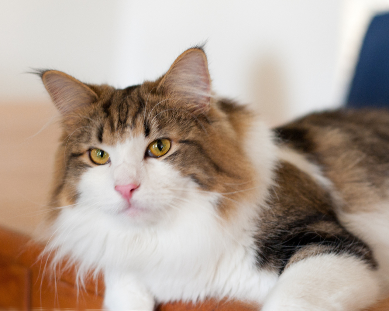 Благородная норвежская лесная кошка