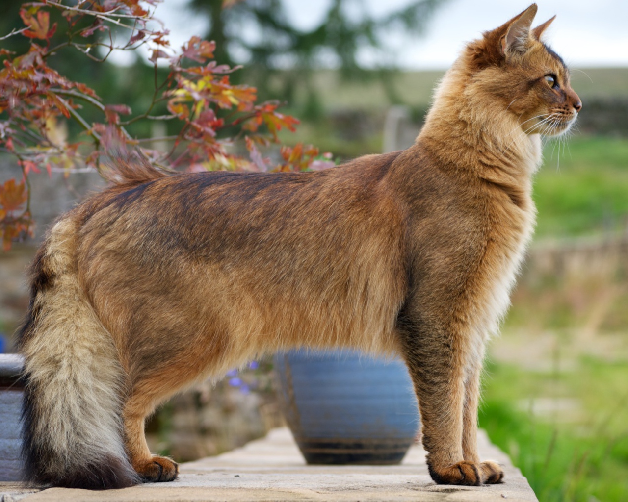 Благородная сомалийская кошка