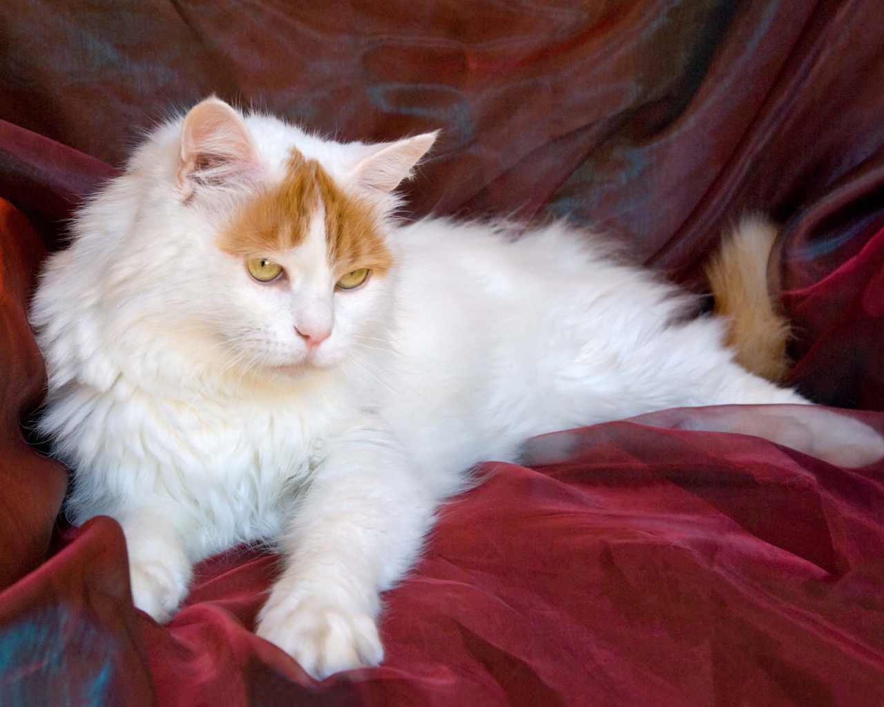 Благородный турецкий ван