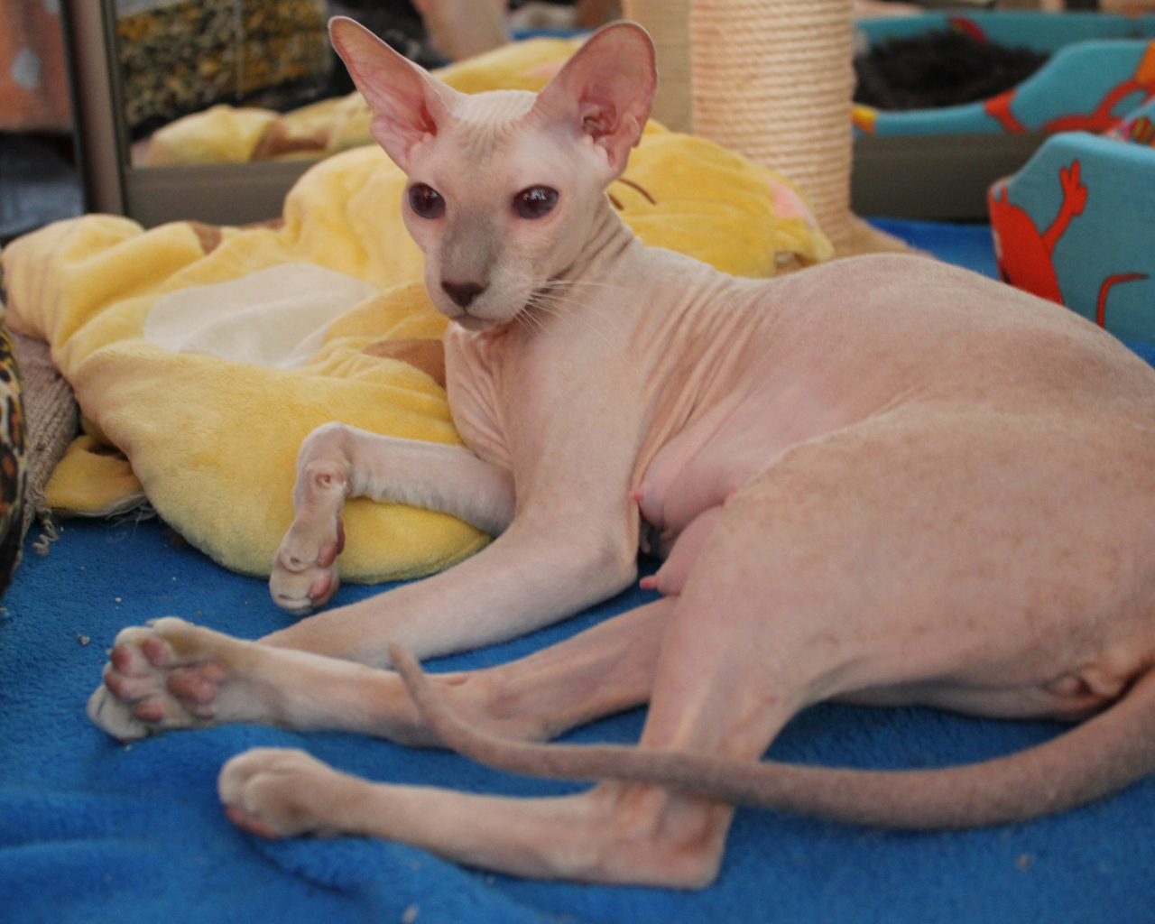 Благородная порода петерболд