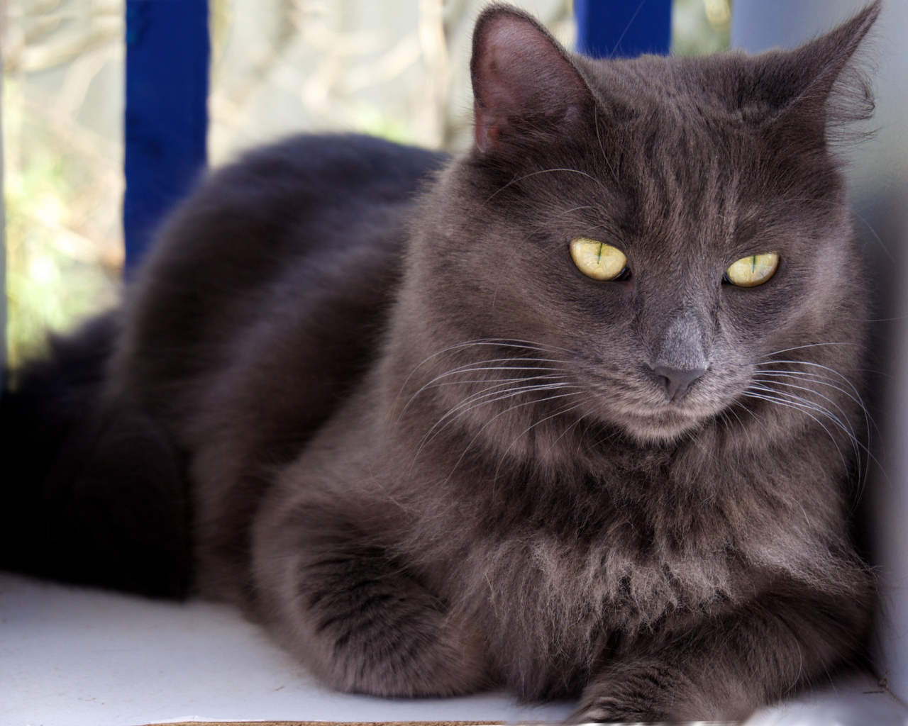 Благородный кот нибелунг