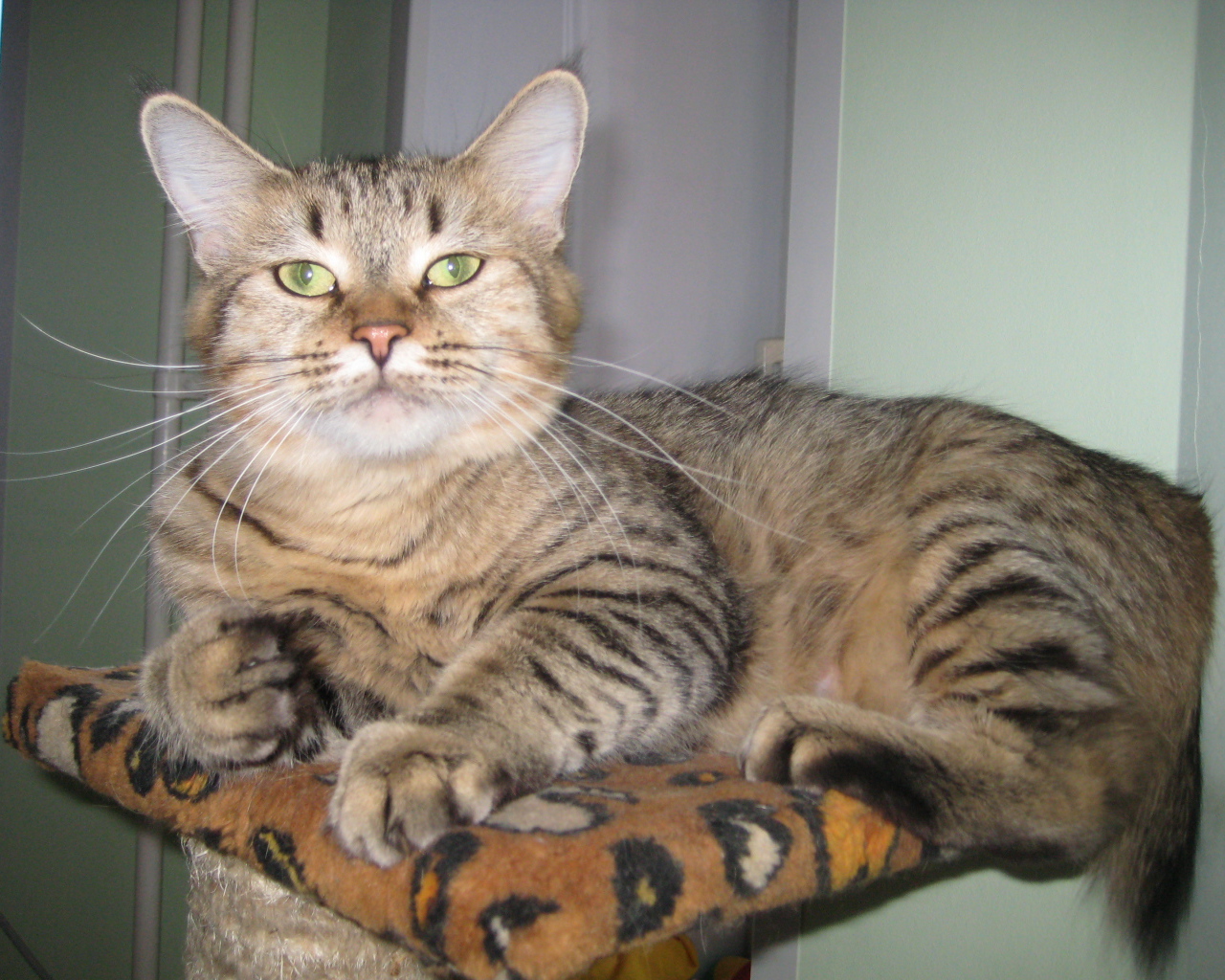 Благородный кот пиксибоб