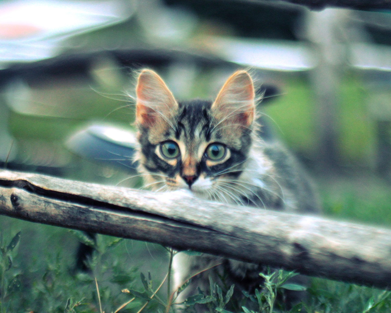 Котенок норвежской лесной кошки