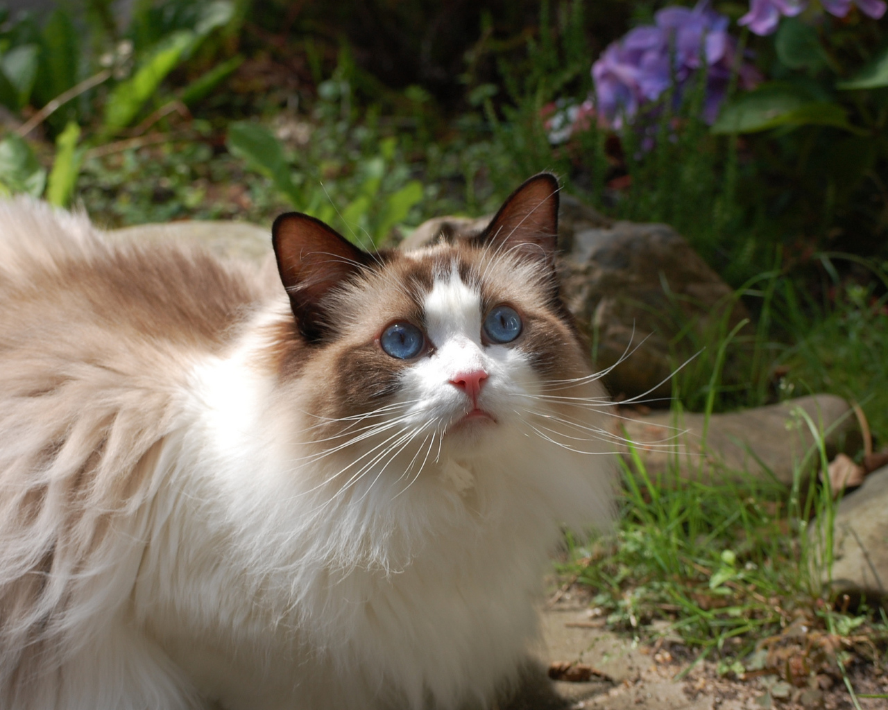 Голубоглазая кошка рэгдолл