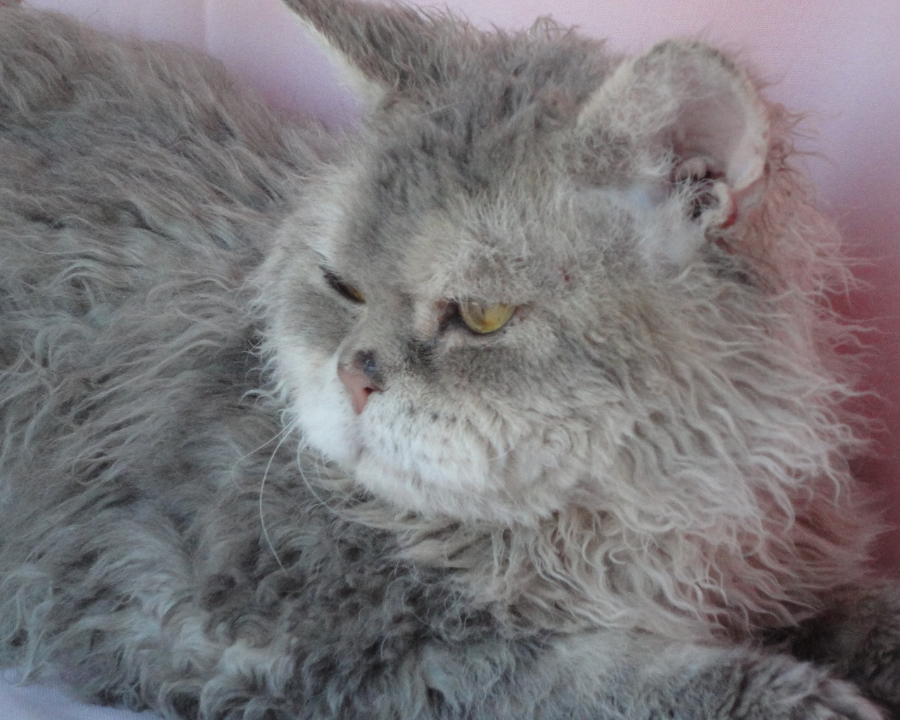 Старый кот селкирк рекс