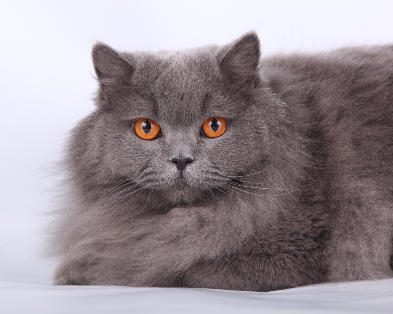 Оранжевые глаза британской длинношерстной кошки