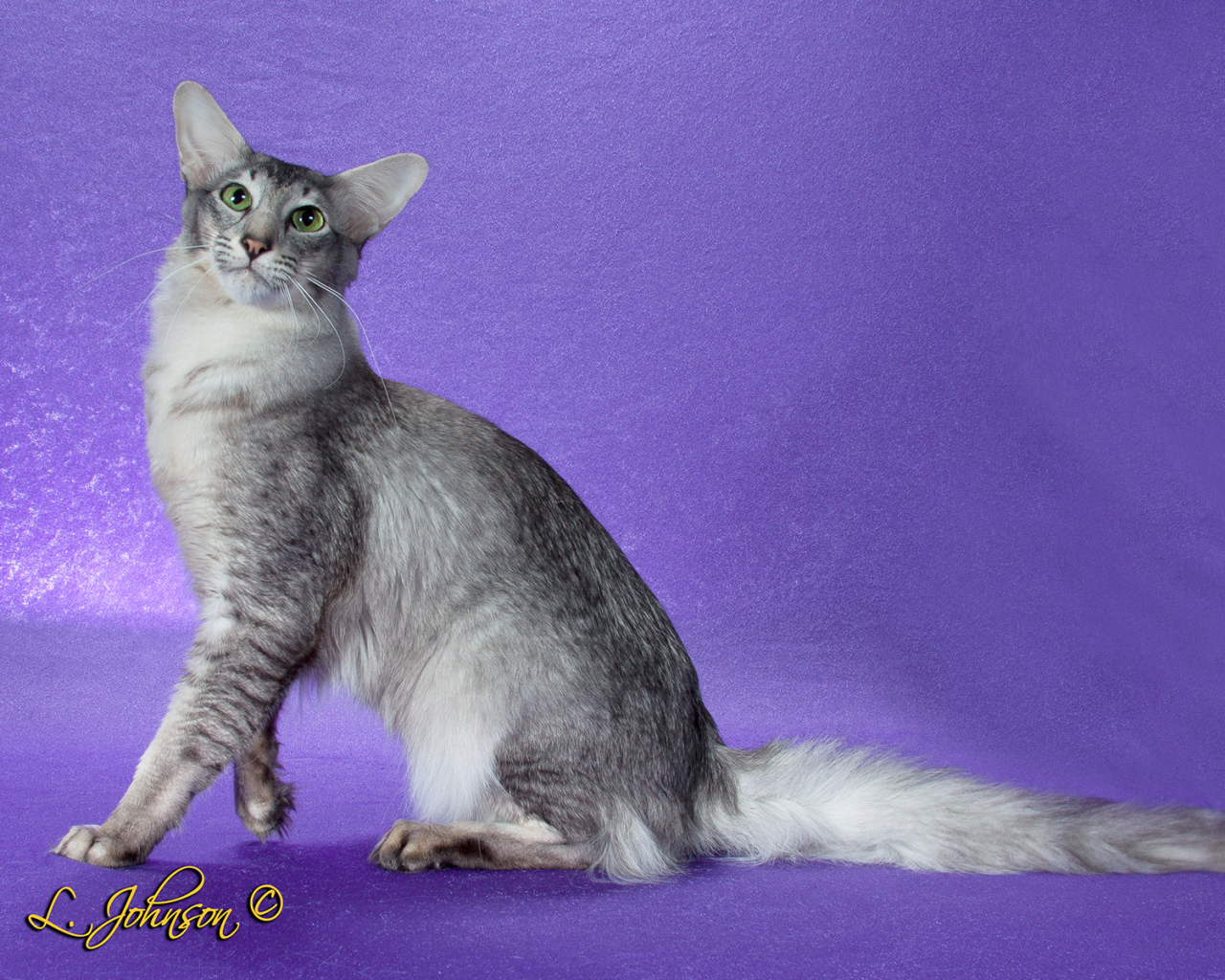 Ориентальная длинношерстная кошка позирует