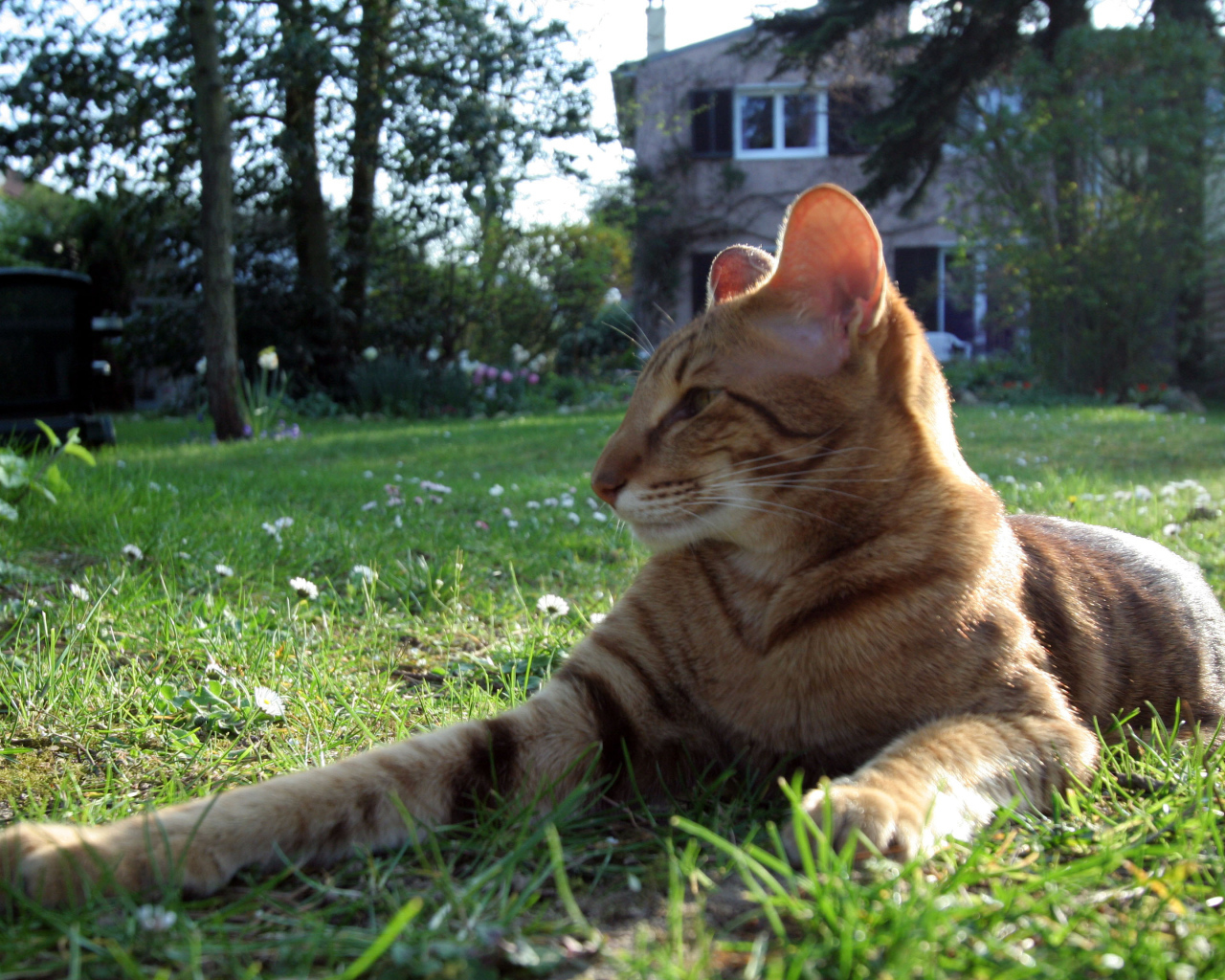 Ориентальная короткошерстная кошка на траве