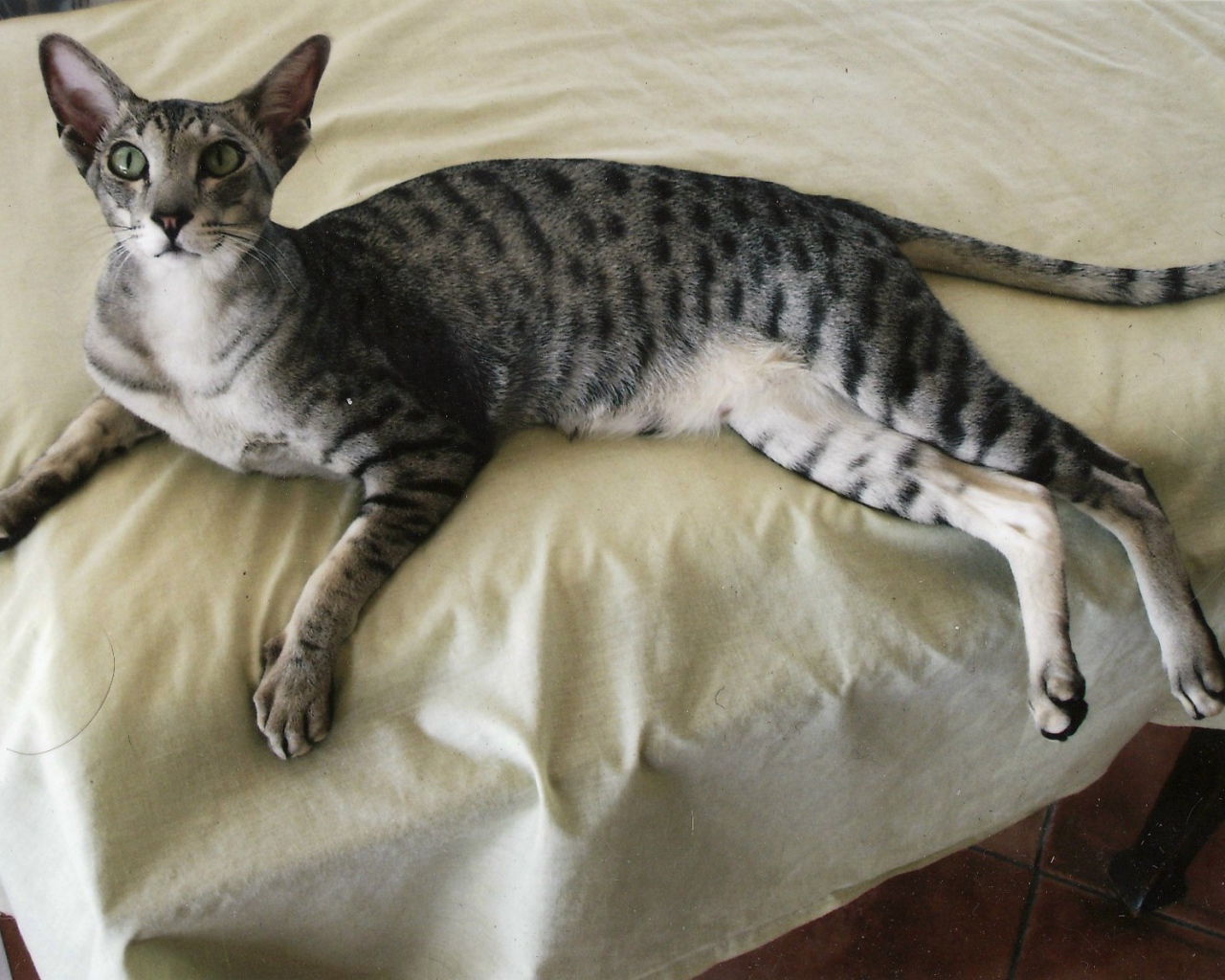 Ориентальная короткошерстная кошка на кровати